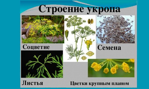 Применение семян укропа при цистите безопасно и эффективно