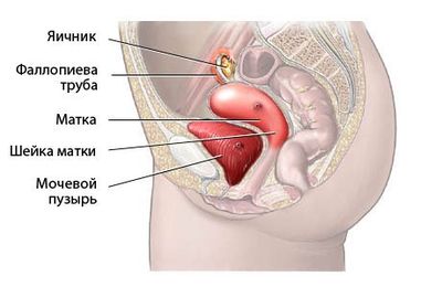 Симптоми мочевого пузиря у женщин