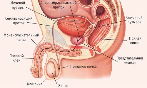 Большая длина, узкая и изогнутая форма мочеиспускательного канала надежно защищают мочевой пузырь от попадания в него инфекции извне