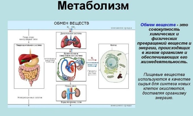 Также сбой в обмене веществ может провоцировать появление недуга