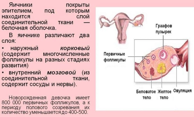 Яичники в детском возрасте не производят гормоны, обеспечивающие защитные свойства слизистых оболочек органов мочеполовой сферы. Значит, мочевой пузырь более подвержен инфицированию